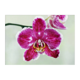 Roze Orchid Acryl Muurkunst