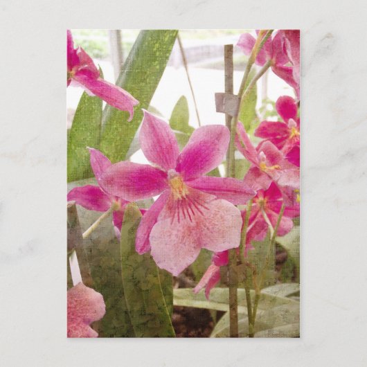 Roze Orchid Briefkaart (Voorkant)