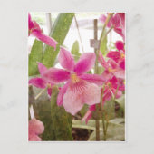 Roze Orchid Briefkaart (Voorkant)