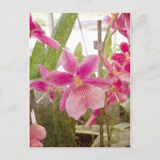 Roze Orchid Briefkaart (Voorkant)