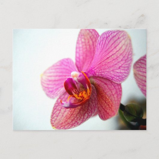 Roze Orchid Briefkaart (Voorkant)