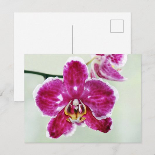 Roze Orchid Briefkaart (Voorkant / Achterkant)