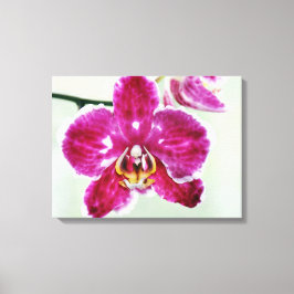 Roze Orchid Canvas Afdruk