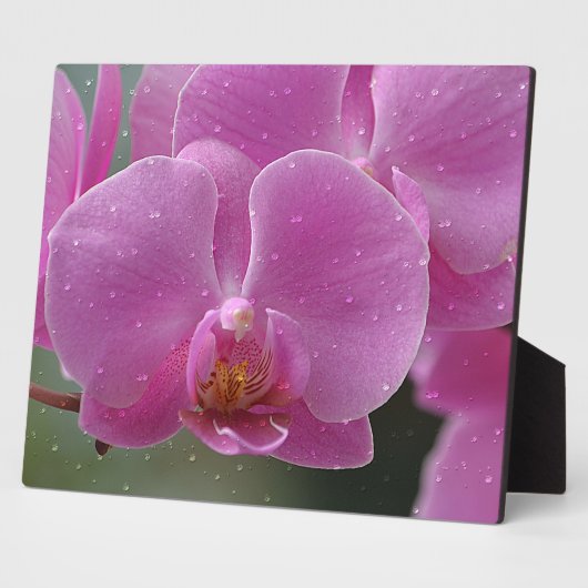 Roze Orchid Plaque Fotoplaat (Zijkant)
