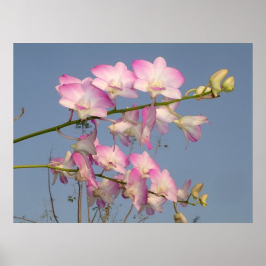 Roze Orchid Poster (Voorkant)