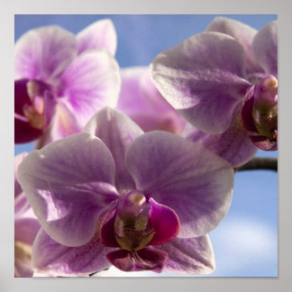 Roze Orchid Poster