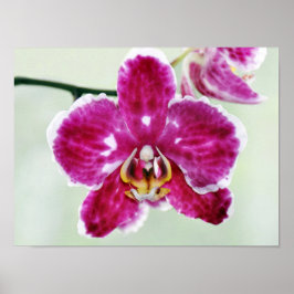 Roze Orchid Poster