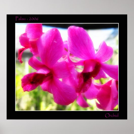 Roze Orchid Poster (Voorkant)