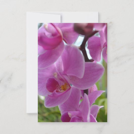Roze Orchid R.S.V.P. RSVP Kaartje (Voorkant)