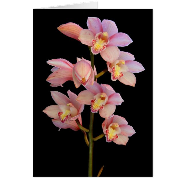 Roze orchidebloem (Voorkant)