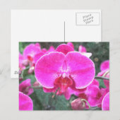 Roze orchidebloem, bloemfotografie briefkaart (Voorkant / Achterkant)