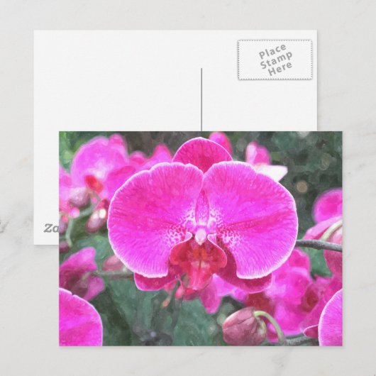 Roze orchidebloem, bloemfotografie briefkaart (Voorkant / Achterkant)