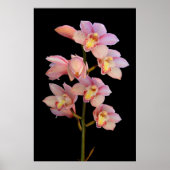 Roze orchidebloem poster (Voorkant)