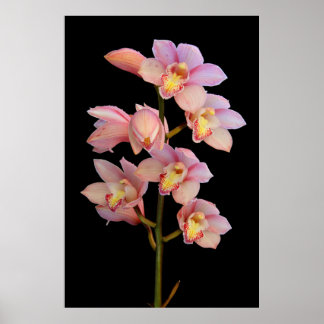 Roze orchidebloem poster