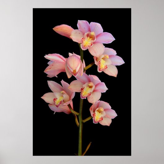 Roze orchidebloem poster (Voorkant)