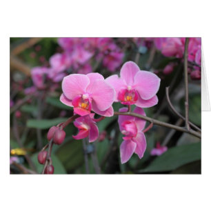  roze orchidebloemen