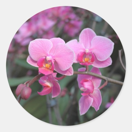  roze orchidebloemen ronde sticker (Voorkant)
