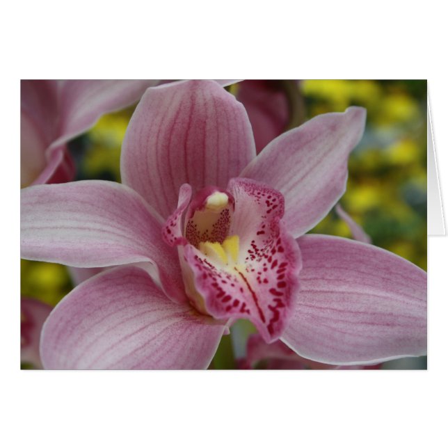 Roze orchidee (Voorkant Horizontaal)