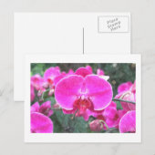 Roze orchidee bloem, bloemfotografie briefkaart (Voorkant / Achterkant)