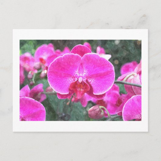 Roze orchidee bloem, bloemfotografie briefkaart (Voorkant)