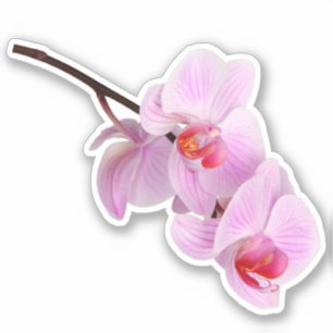 Roze Orchidee Bloem Kiss-cut Sticker