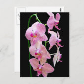 Roze orchidee briefkaart (Voorkant / Achterkant)