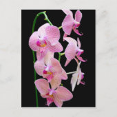 Roze orchidee briefkaart (Voorkant)
