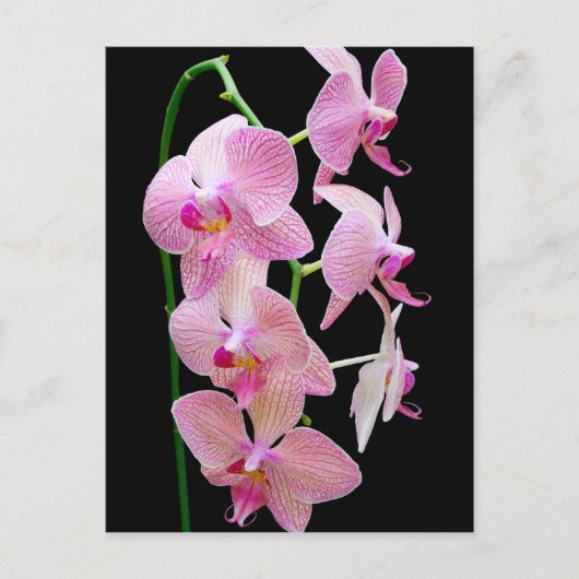 Roze orchidee briefkaart (Voorkant)