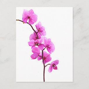 "Roze orchidee" Briefkaart