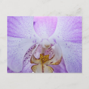 Roze Orchidee Briefkaart