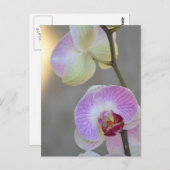 Roze orchidee Briefkaart (Voorkant / Achterkant)