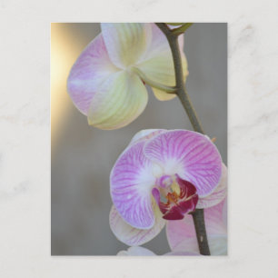 Roze orchidee Briefkaart