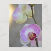 Roze orchidee Briefkaart (Voorkant)