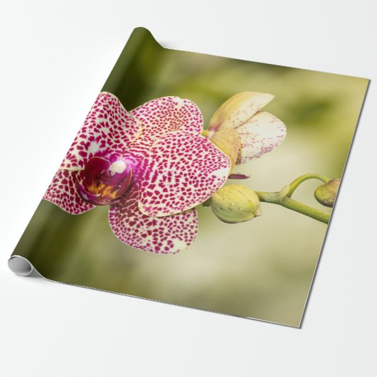 Roze orchidee cadeaupapier (Uitgerold)