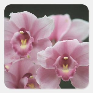 Roze orchidee close-up vierkante stickers
