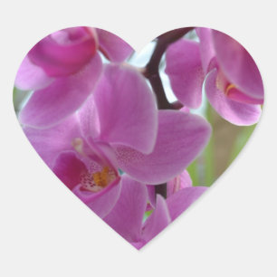 Roze Orchidee Harten Hart Sticker