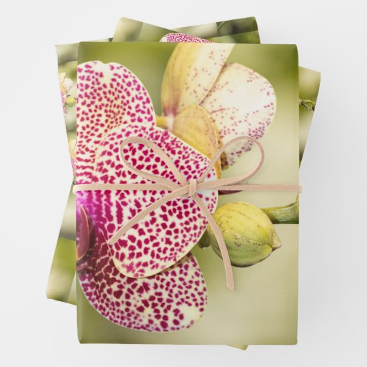 Roze orchidee inpakpapier vel (In situ)