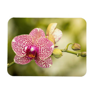 Roze orchidee magneet
