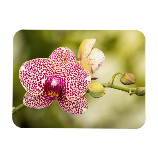 Roze orchidee magneet (Horizontaal)