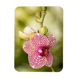 Roze orchidee magneet