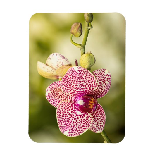 Roze orchidee magneet (Verticaal)