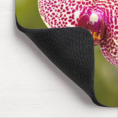 Roze orchidee muismat (Hoek)