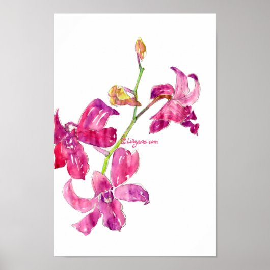 Roze, orchidee Poster (Voorkant)