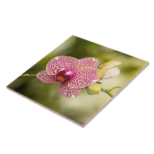 Roze orchidee tegeltje (Zijkant)