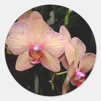 Roze orchidee tickers ronde sticker