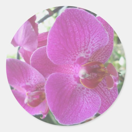 Roze orchidee tickers ronde sticker (Voorkant)