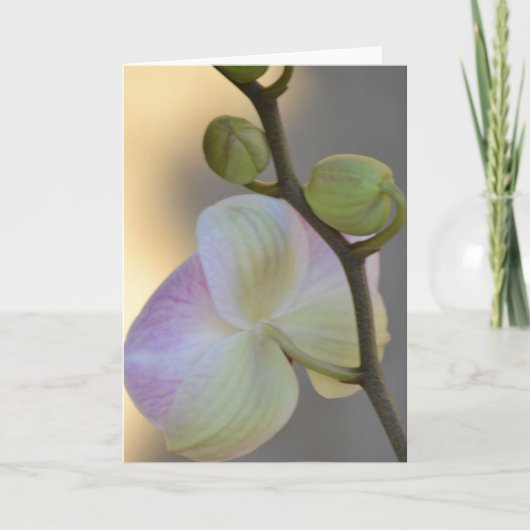 Roze Orchidee Uitdrukking Card Kaart (Voorkant)