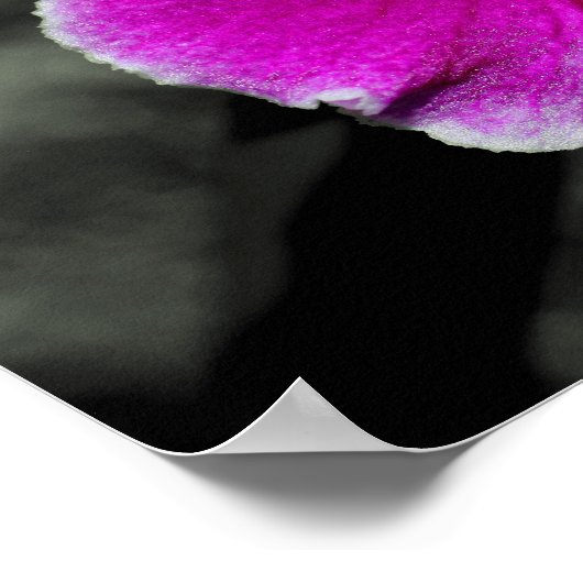 Roze orchidee ventilator gedeeltelijke kleur poster (Hoek)