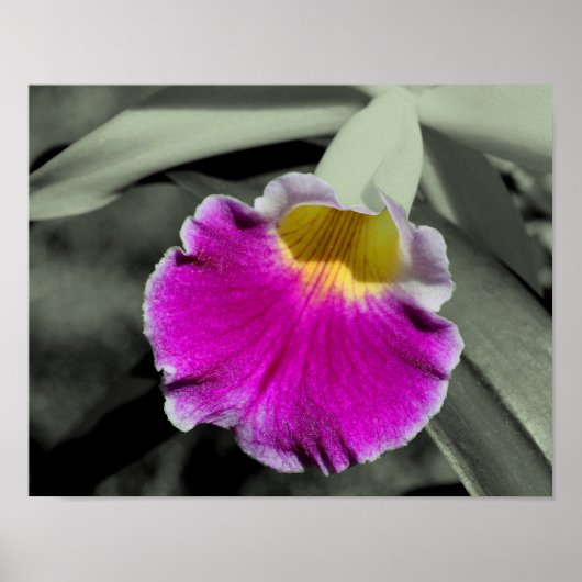 Roze orchidee ventilator gedeeltelijke kleur poster (Voorkant)