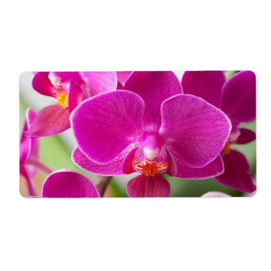 Roze orchidee ventilator - Sjabloon van Floral Orc Etiket (Voorkant)